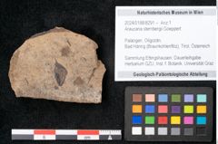 Foto (Objekt + Etikett) von Araucaria sternbergii Goeppert (NHMW-GEO-2024-0188-8291)